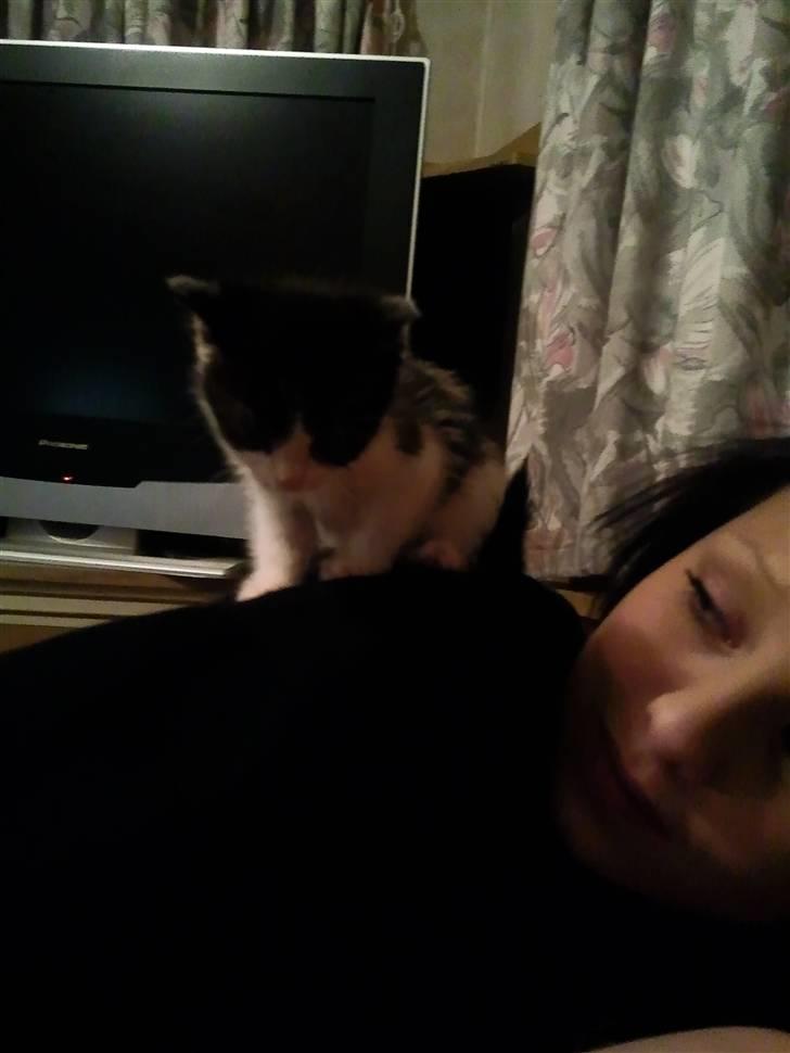 Huskat Bette  billede 6