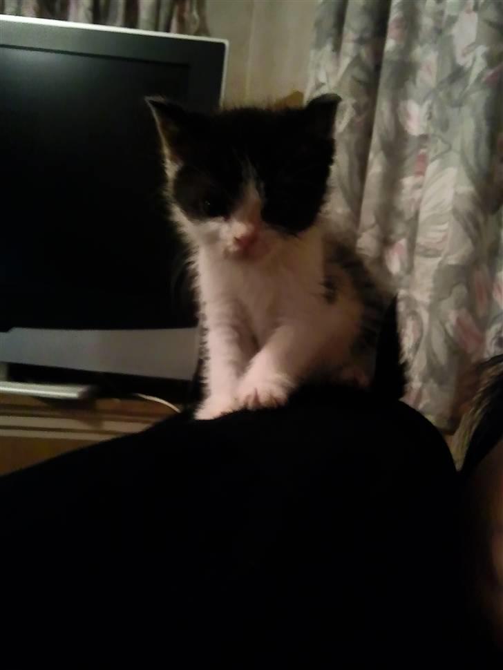 Huskat Bette  billede 7