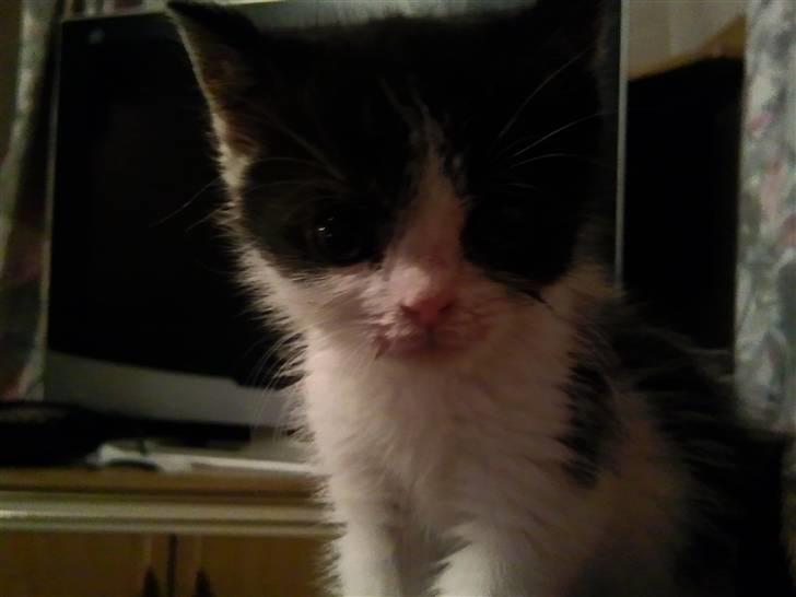 Huskat Bette  billede 8