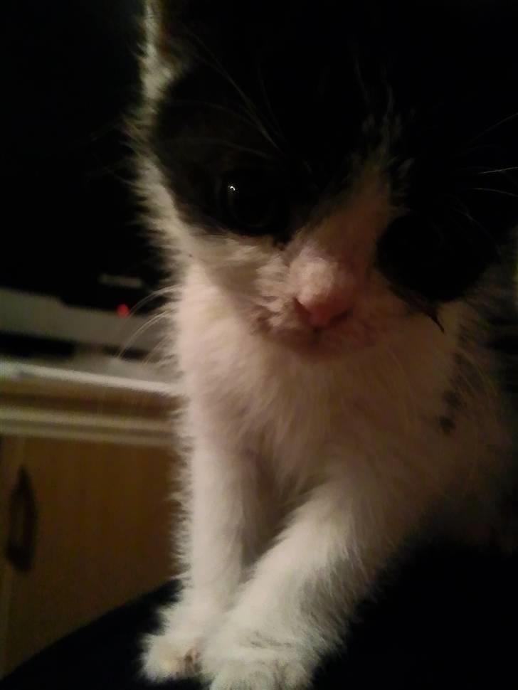 Huskat Bette  billede 9