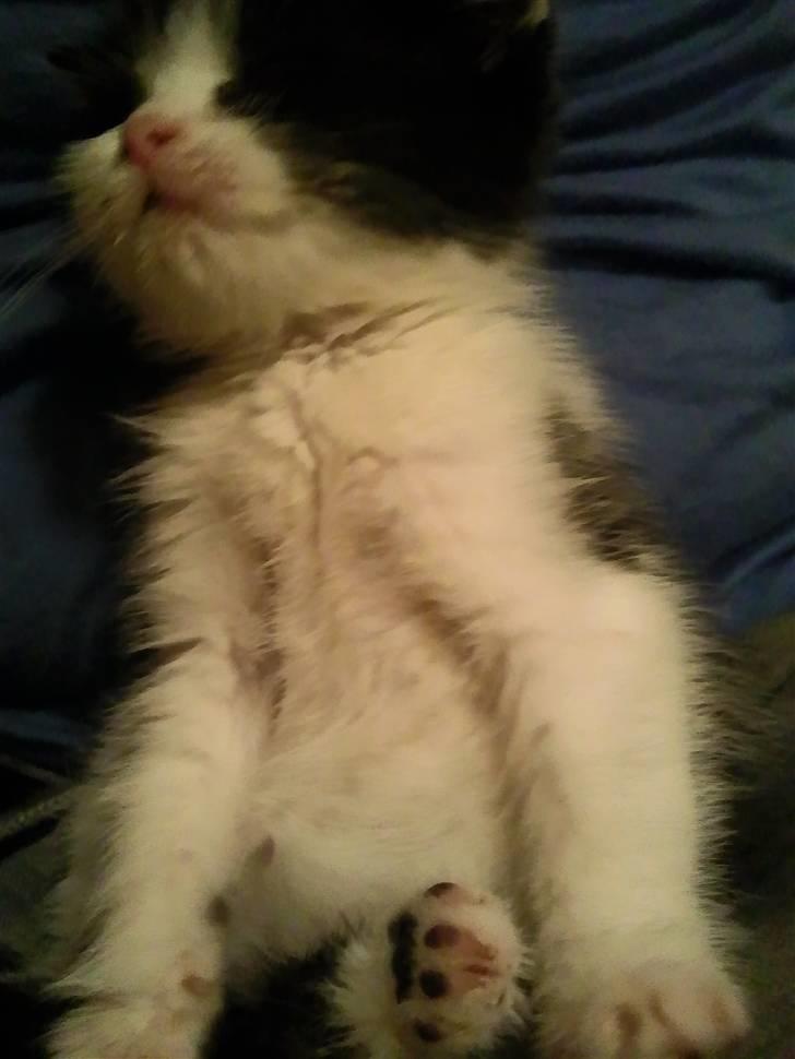 Huskat Bette  billede 10