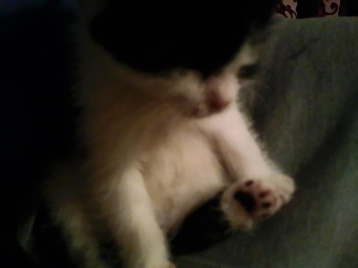 Huskat Bette  billede 11