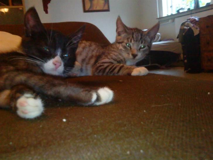 Blanding af racer Bandit'en billede 19