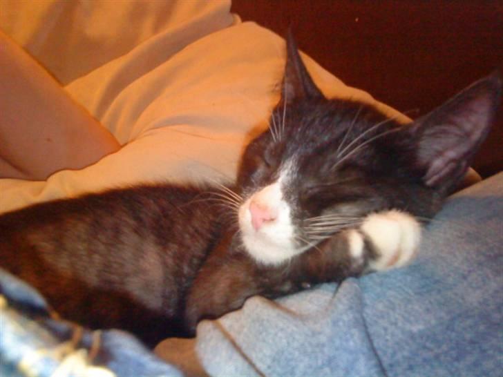 Blanding af racer Bandit'en billede 20