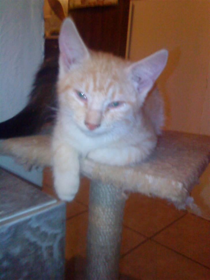 Blanding af racer PINKY billede 2