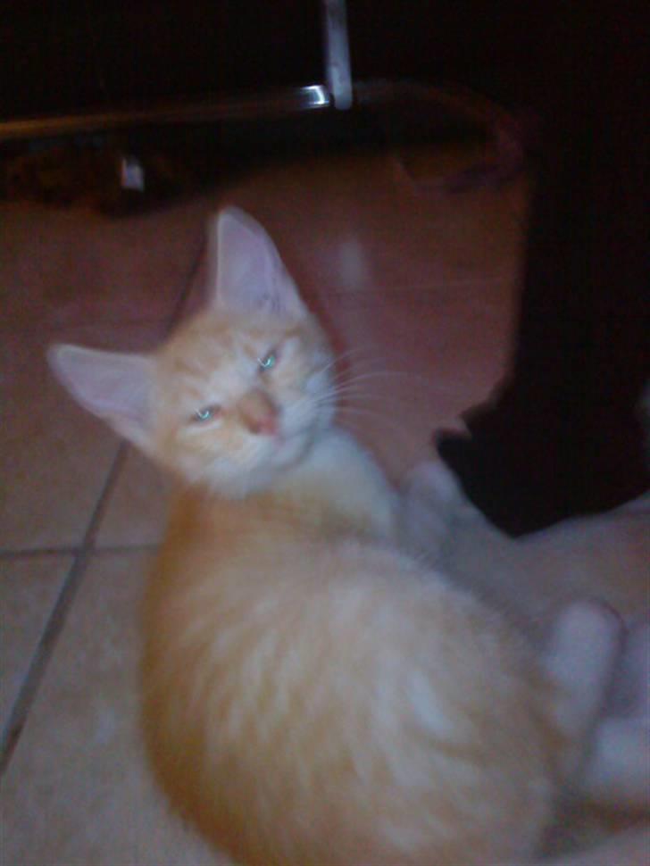 Blanding af racer PINKY billede 3