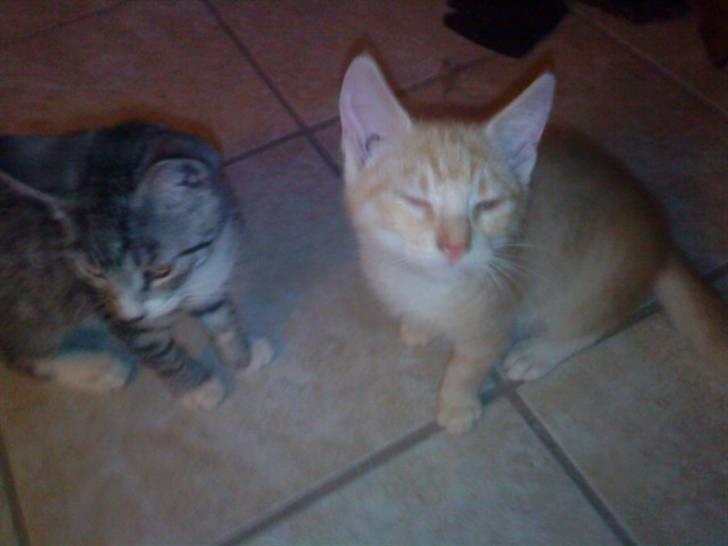 Blanding af racer PINKY billede 4