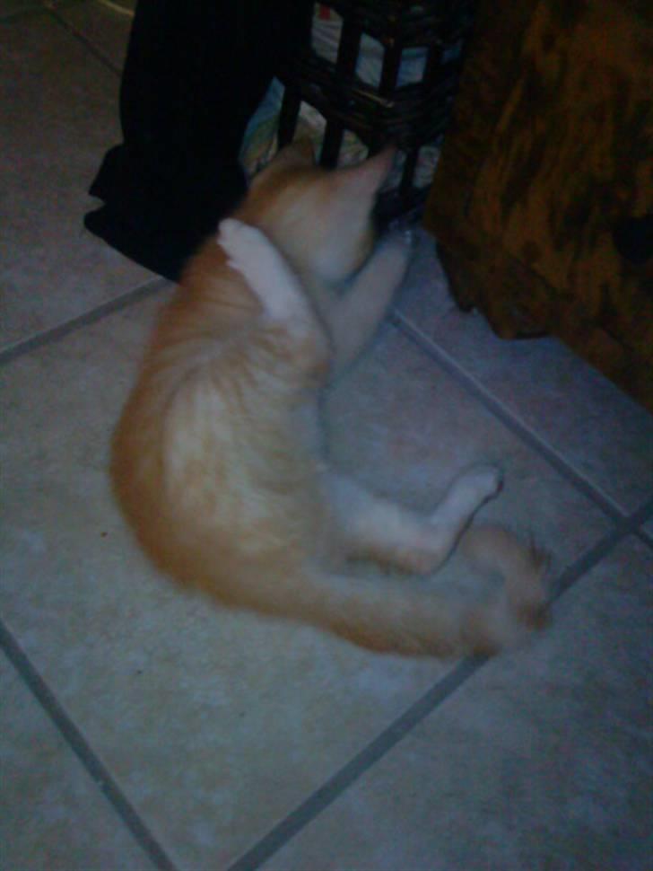 Blanding af racer PINKY billede 5