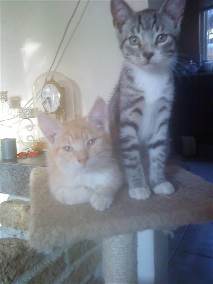 Blanding af racer PINKY billede 6