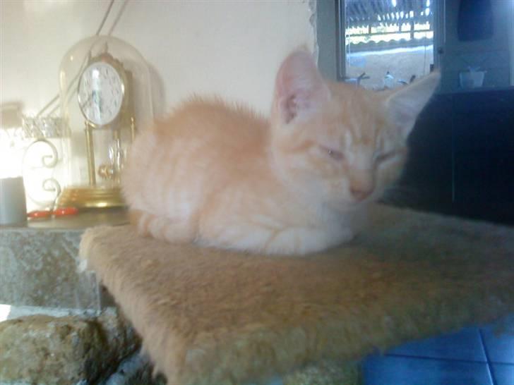 Blanding af racer PINKY billede 7