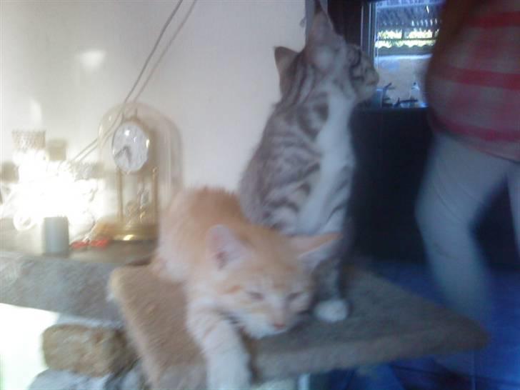 Blanding af racer PINKY billede 8