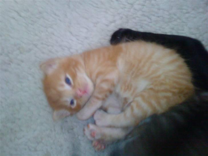 Blanding af racer PINKY billede 9