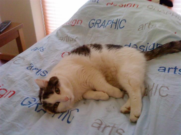 Huskat Susi billede 16