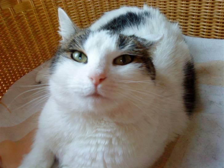 Huskat Susi billede 17