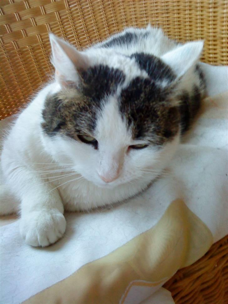 Huskat Susi billede 18