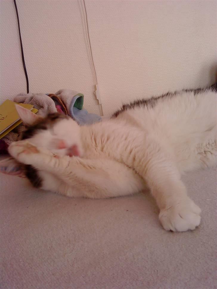 Huskat Susi billede 19