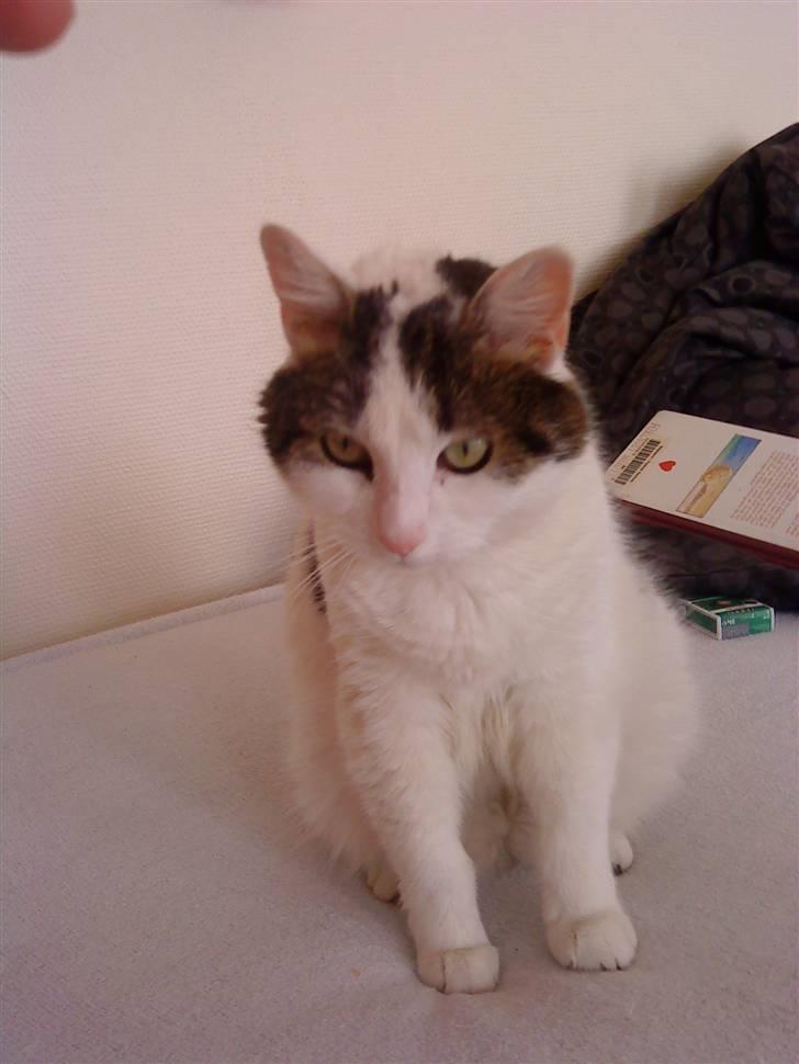 Huskat Susi billede 20