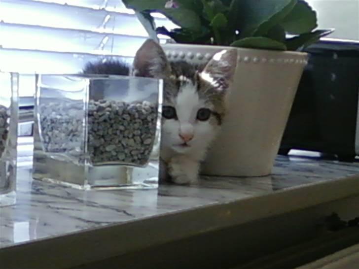 Huskat Rhino billede 3