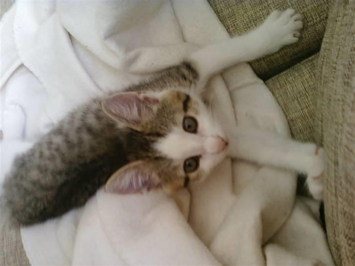 Huskat Rhino billede 4