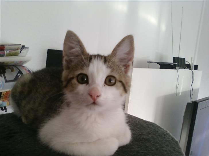 Huskat Rhino billede 6