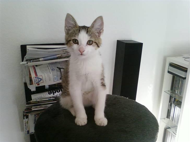 Huskat Rhino billede 7