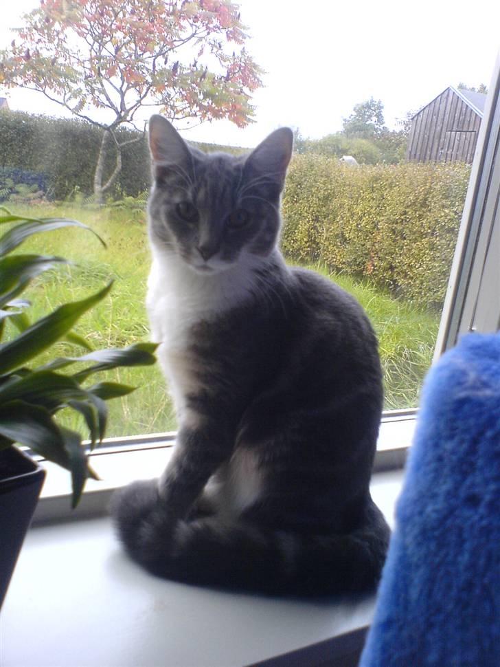 Blanding af racer Magena R.I.P. billede 1