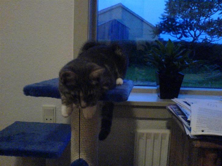 Blanding af racer Magena R.I.P. billede 2