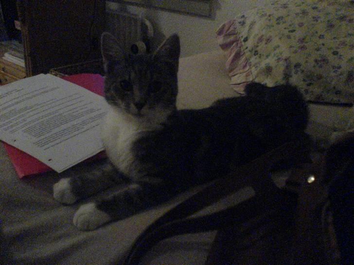 Blanding af racer Magena R.I.P. billede 3