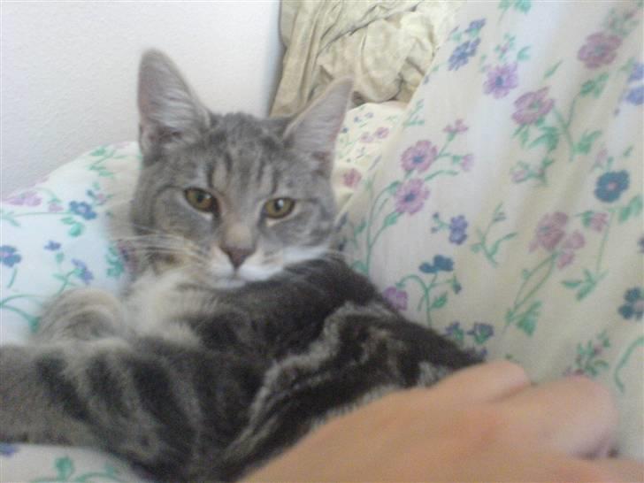 Blanding af racer Magena R.I.P. billede 4