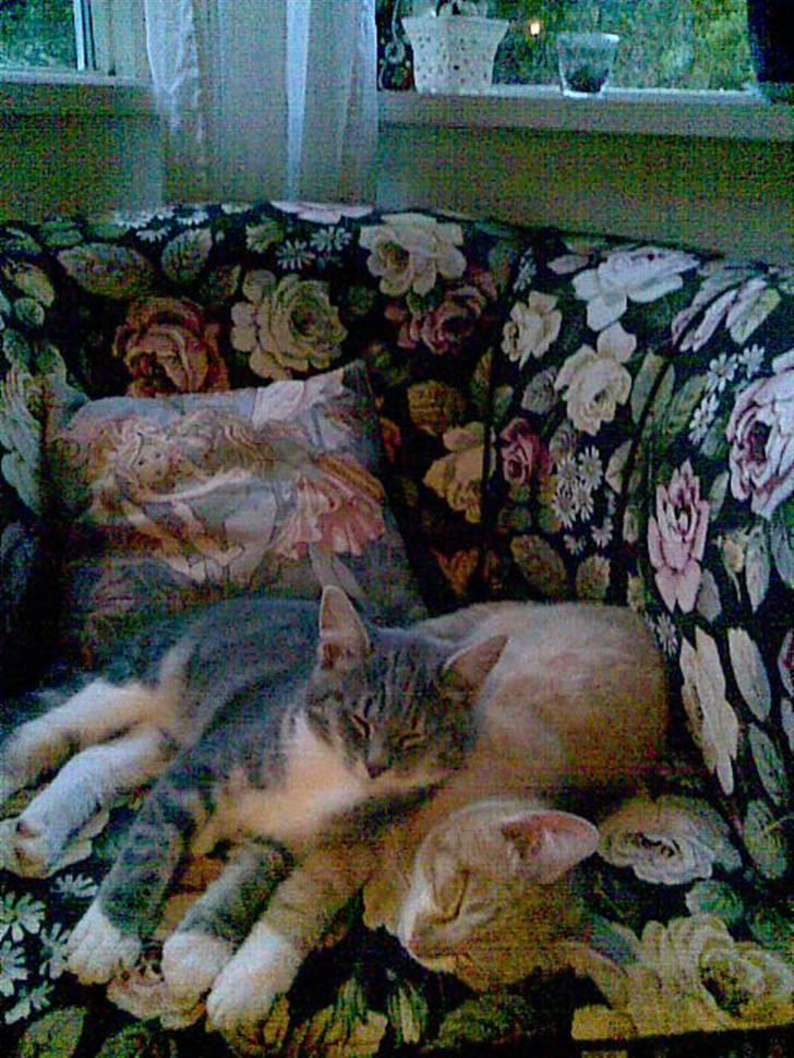 Blanding af racer Magena R.I.P. billede 5