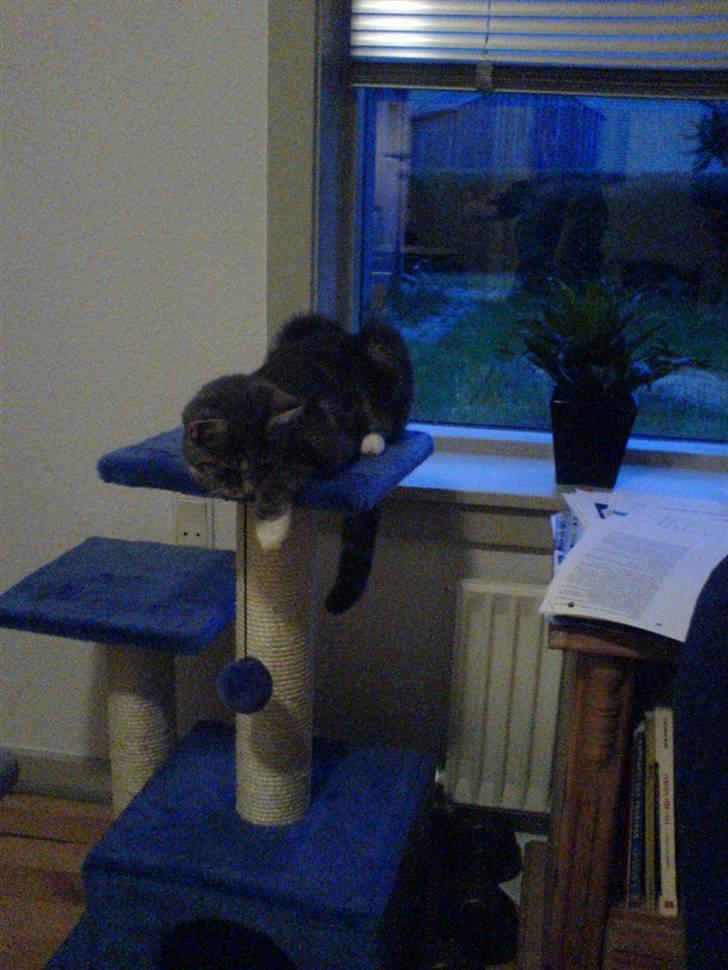 Blanding af racer Magena R.I.P. billede 6