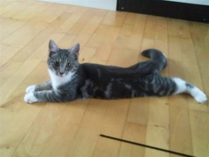 Blanding af racer Magena R.I.P. billede 7