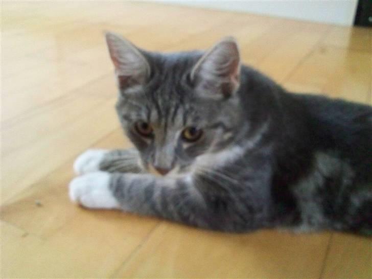 Blanding af racer Magena R.I.P. billede 8