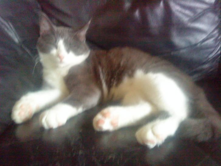 Huskat Simba (Udekat pr.27/4-10 billede 1