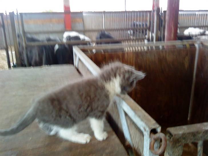 Huskat Simba (Udekat pr.27/4-10 billede 2