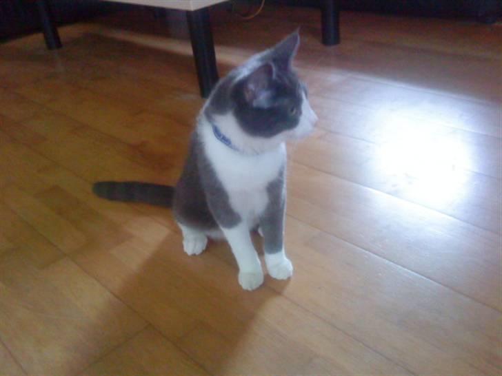 Huskat Simba (Udekat pr.27/4-10 billede 3