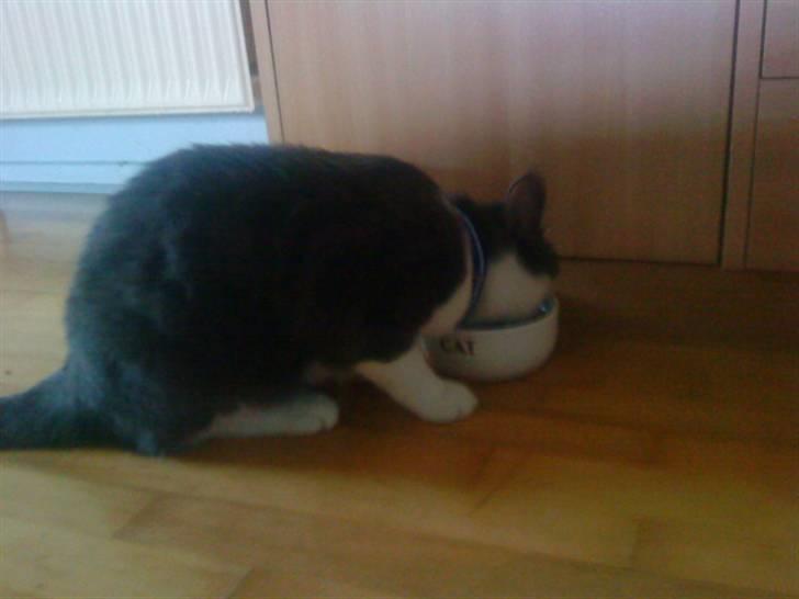 Huskat Simba (Udekat pr.27/4-10 - Mums mad billede 4