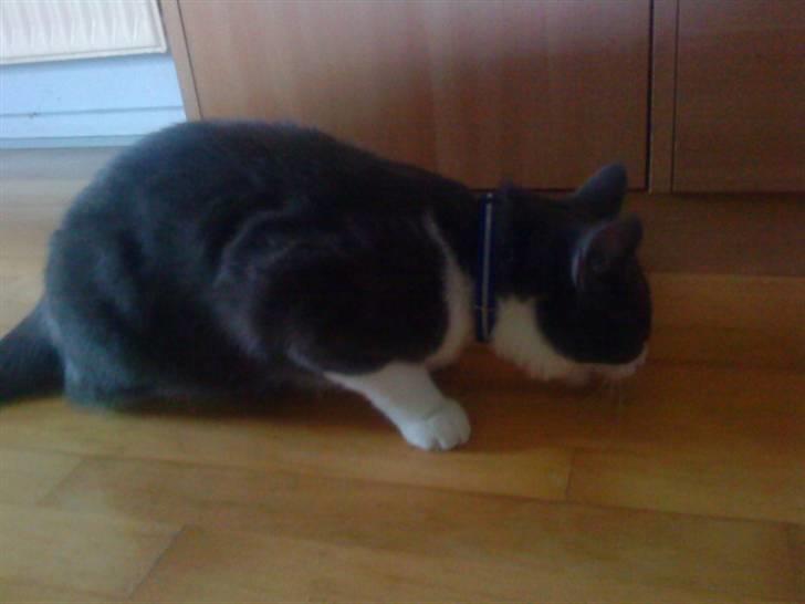 Huskat Simba (Udekat pr.27/4-10 billede 5