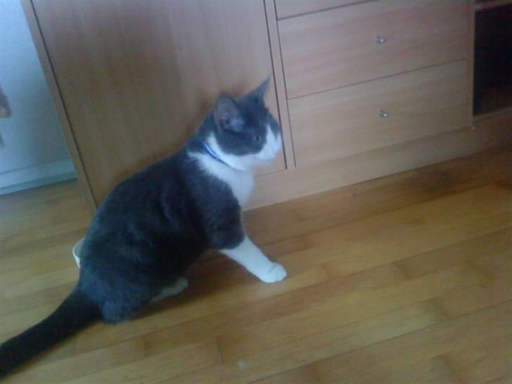 Huskat Simba (Udekat pr.27/4-10 billede 6