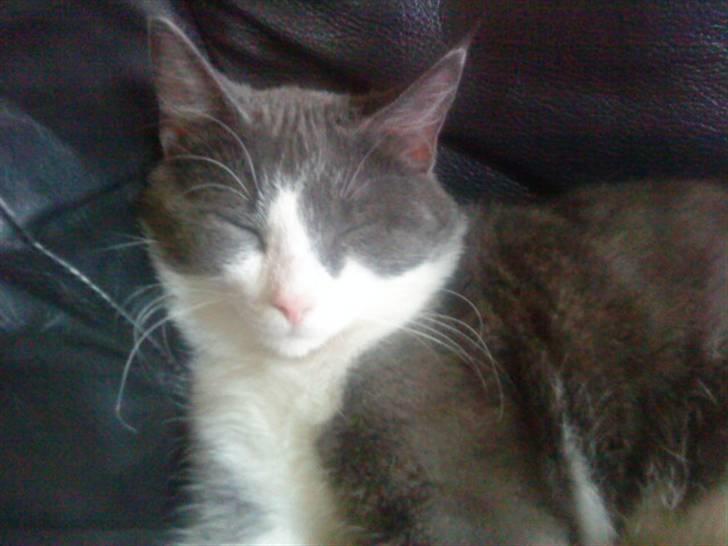 Huskat Simba (Udekat pr.27/4-10 billede 7