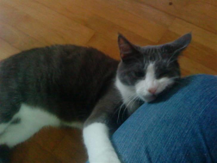 Huskat Simba (Udekat pr.27/4-10 billede 8