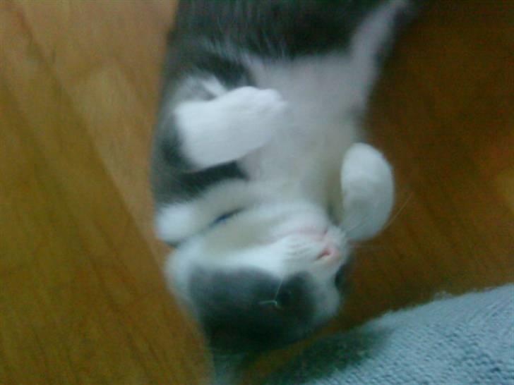 Huskat Simba (Udekat pr.27/4-10 billede 9