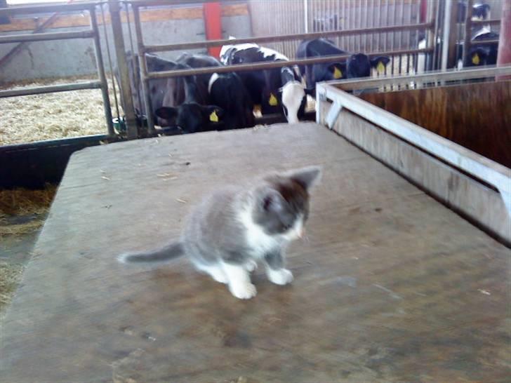 Huskat Simba (Udekat pr.27/4-10 - Var jeg ikke bare nuser som killing billede 10