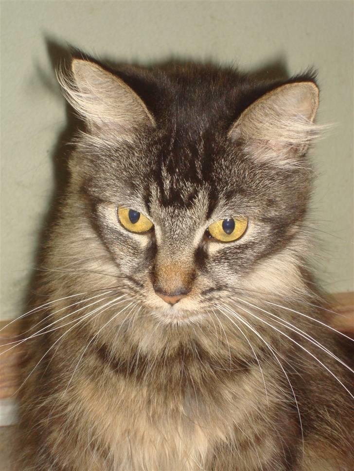 Maine Coon Mulle  * DØD!..* billede 1