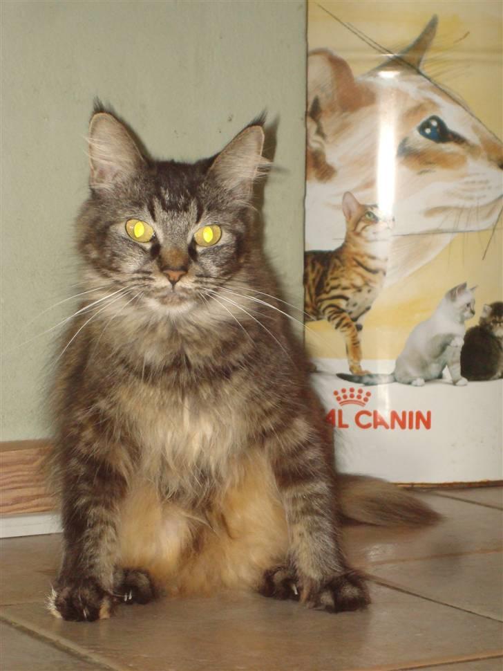 Maine Coon Mulle  * DØD!..* billede 2