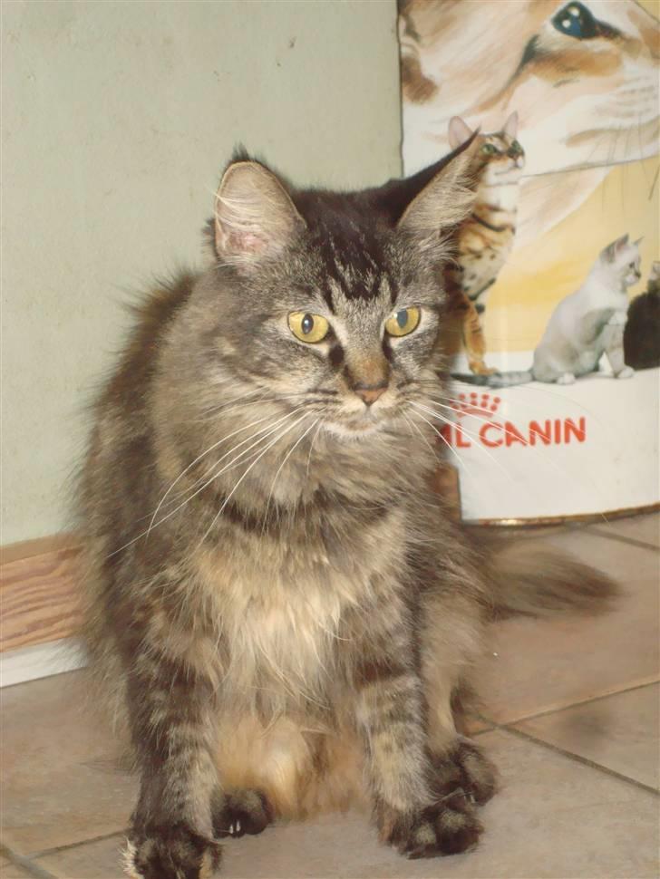 Maine Coon Mulle  * DØD!..* billede 3