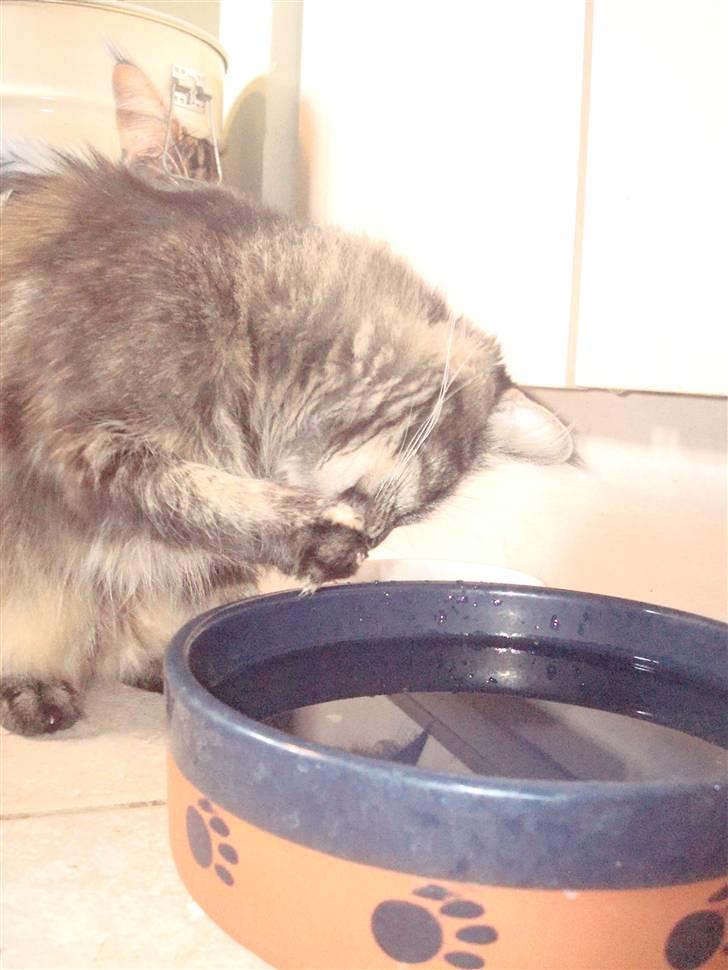 Maine Coon Mulle  * DØD!..* billede 4