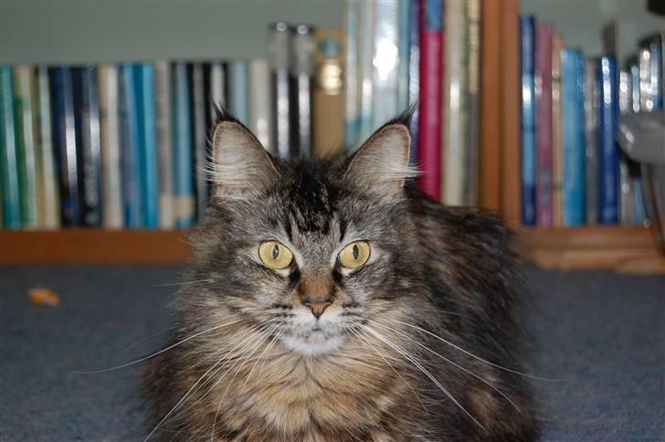 Maine Coon Mulle  * DØD!..* billede 5