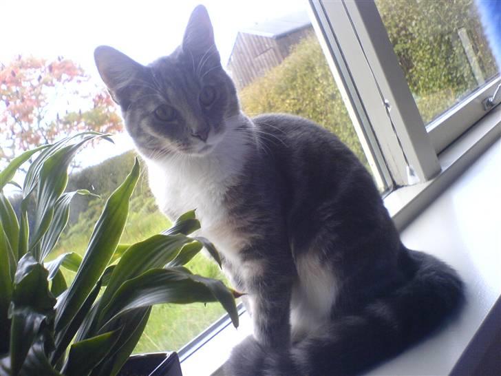 Blanding af racer Magena R.I.P. billede 10