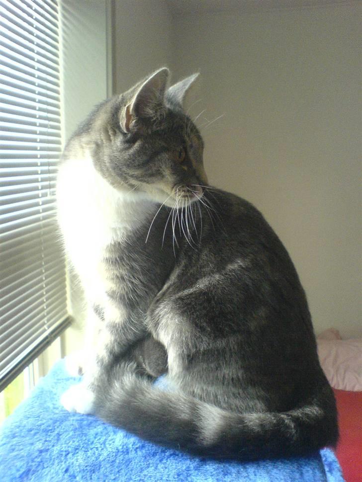 Blanding af racer Magena R.I.P. billede 11